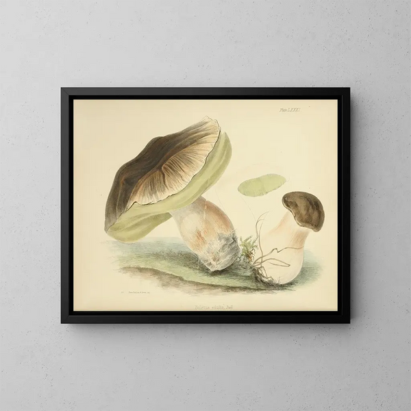 Illustrationen der britischen Mykologie Pl81 - Anna Maria Hussey — gerahmtes Bild an der Wand