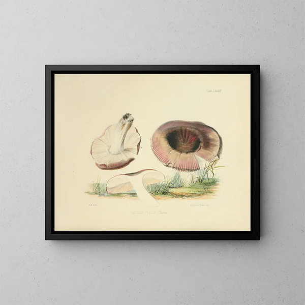 Illustrationen der britischen Mykologie Pl89 - Anna Maria Hussey — gerahmtes Bild an der Wand