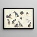 Studien eines Hundes - Anna Maria Kruijff — gerahmtes Bild an der Wand