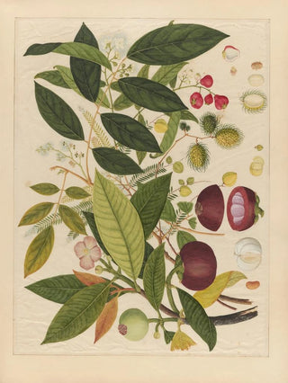Anonymous - Album of Chinese watercolors of Asian fruits Pl02.webp