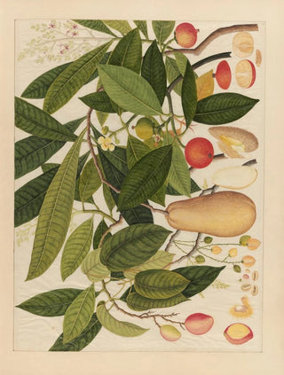 Anonymous - Album of Chinese watercolors of Asian fruits Pl05.webp
