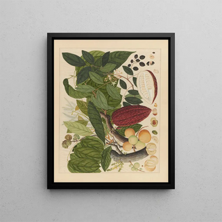 Anonymous - Album of Chinese watercolors of Asian fruits Pl07.webp