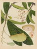 Chinesisches Obst-Aquarell-Album Gemälde Pl16 - Anonym — Ansicht des Kunstwerks