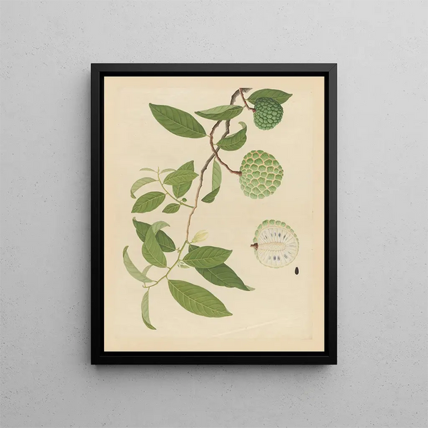 Anonymous - Album of Chinese watercolors of Asian fruits Pl17.webp