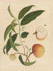 Chinesisches Obst-Aquarell-Album Gemälde Pl19 - Anonym — Ansicht des Kunstwerks