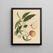 Chinesisches Obst-Aquarell-Album Gemälde Pl19 - Anonym — gerahmtes Bild an der Wand