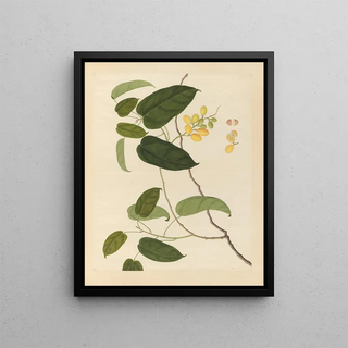 Anonymous - Album of Chinese watercolors of Asian fruits Pl22.webp