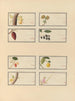 Chinesisches Obst-Aquarell-Album Gemälde Pl26 - Anonym — Ansicht des Kunstwerks