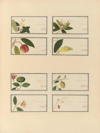 Anonymous - Album of Chinese watercolors of Asian fruits Pl27.webp