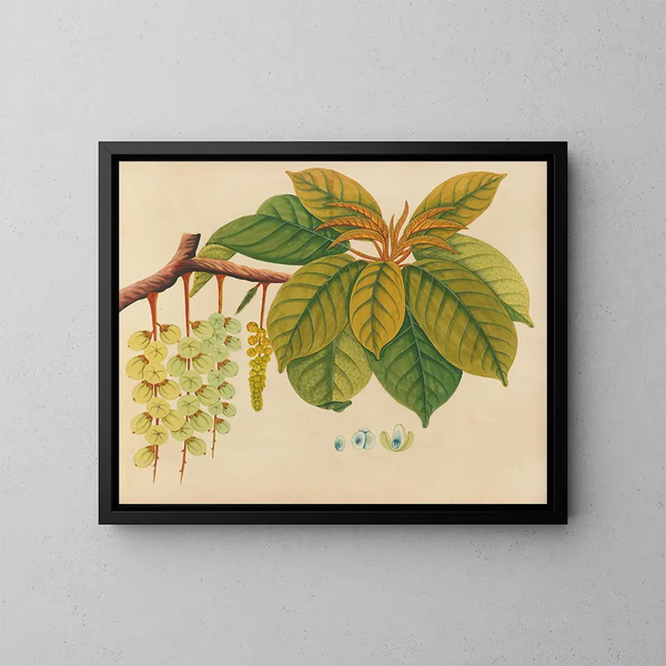 Album di acquarelli di frutta e fiori asiatici Pl03 - Anonimo — quadro incorniciato alla parete