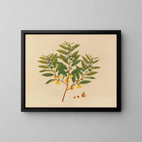 Album di acquarelli di frutta e fiori asiatici Pl09 - Anonimo — quadro incorniciato alla parete