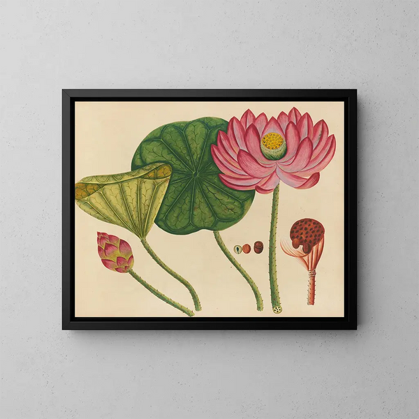 Album di acquarelli di frutta e fiori asiatici Pl12 - Anonimo — quadro incorniciato alla parete