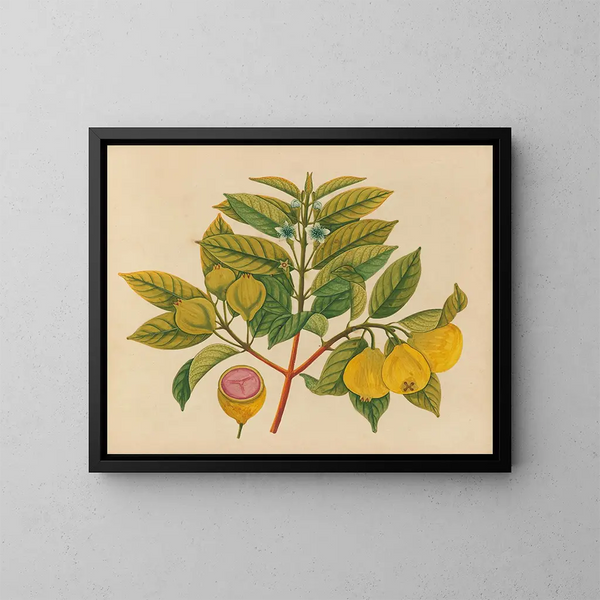 Album di acquarelli di frutta e fiori asiatici Pl14 - Anonimo — quadro incorniciato alla parete