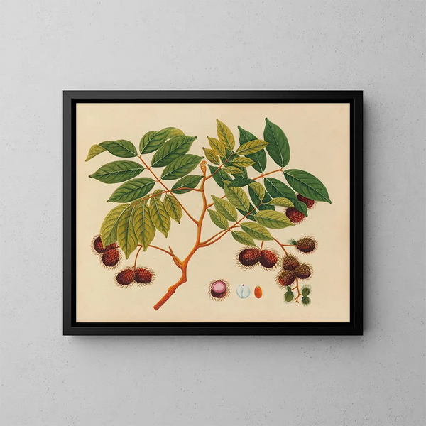 Album di acquarelli di frutta e fiori asiatici Pl16 - Anonimo — quadro incorniciato alla parete