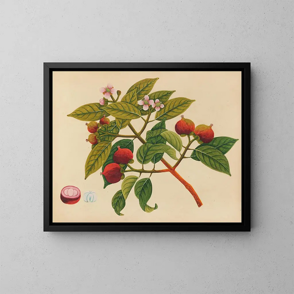 Album di acquarelli di frutta e fiori asiatici Pl17 - Anonimo — quadro incorniciato alla parete