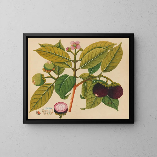 Album di acquarelli di frutta e fiori asiatici Pl18 - Anonimo — quadro incorniciato alla parete