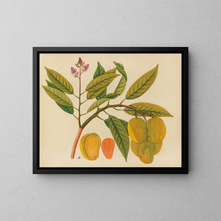 Anonymous - Album of watercolors of Asian fruits and flowers Pl21.webp