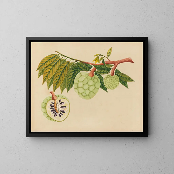 Album di acquarelli di frutta e fiori asiatici Pl22 - Anonimo — quadro incorniciato alla parete