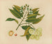Tavola 26 «Jumbol» — album di frutti e fiori dell’Asia — ramo fiorito, frutti chiari, sezione e seme