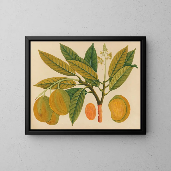 Album di acquarelli di frutta e fiori asiatici Pl28 - Anonimo — quadro incorniciato alla parete