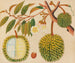 Asiatisches Obst- und Blumen-Aquarell-Album Gemälde Pl31 - Anonym — Ansicht des Kunstwerks
