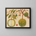 Asiatisches Obst- und Blumen-Aquarell-Album Gemälde Pl31 - Anonym — gerahmtes Bild an der Wand
