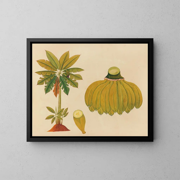 Album di acquarelli di frutta e fiori asiatici Pl36 - Anonimo — quadro incorniciato alla parete