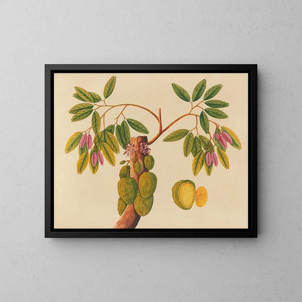 Album di acquarelli di frutta e fiori asiatici Pl38 - Anonimo — quadro incorniciato alla parete