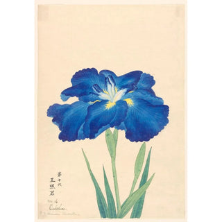 Anonymous - Chinese Cleopatra Oshokun.webp