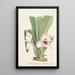 Collection d'orchidées Pl08 - Anonyme — quadro incorniciato alla parete