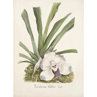 Anonymous - Collection dorchidees Pl09.webp