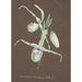 Reproduktion des Gemäldes Sammlung von Orchideen Pl11 - Anonym