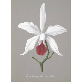 Anonymous - Collection dorchidees Pl13.webp