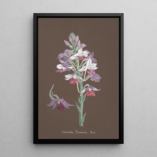 Anonymous - Collection dorchidees Pl17.webp