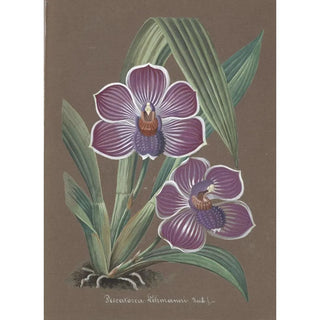 Anonymous - Collection dorchidees Pl20.webp