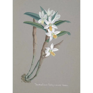 Anonymous - Collection dorchidees Pl22.webp