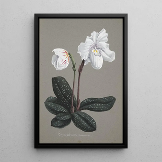 Anonymous - Collection dorchidees Pl29.webp