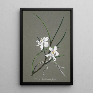 Anonymous - Collection dorchidees Pl31.webp