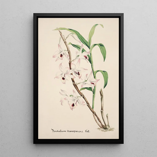 Anonymous - Collection dorchidees Pl39.webp