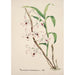 Reproduktion des Gemäldes Sammlung von Orchideen Pl39 - Anonym