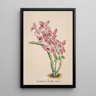 Anonymous - Collection dorchidees Pl41.webp