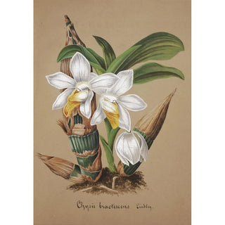 Anonymous - Collection dorchidees Pl42.webp