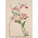 Riproduzione del dipinto Collection di orchidee Pl50 - Anonimo