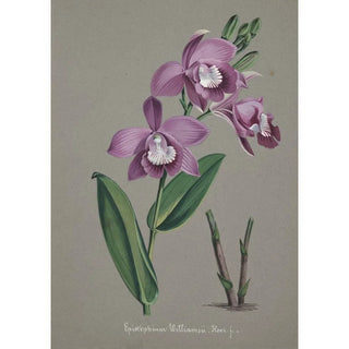 Anonymous - Collection dorchidees Pl51.webp