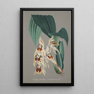 Anonymous - Collection dorchidees Pl52.webp