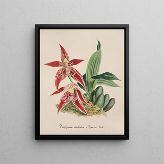 Anonymous - Collection dorchidees Pl56.webp