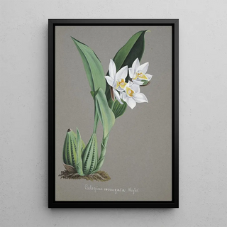 Anonymous - Collection dorchidees Pl62.webp