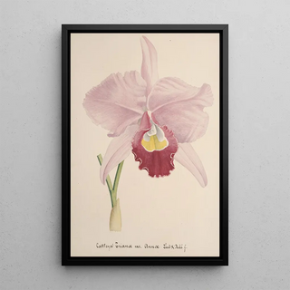 Anonymous - Collection dorchidees Pl71.webp