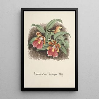 Anonymous - Collection dorchidees Pl73.webp