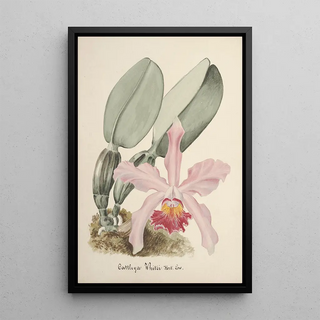 Anonymous - Collection dorchidees Pl78.webp